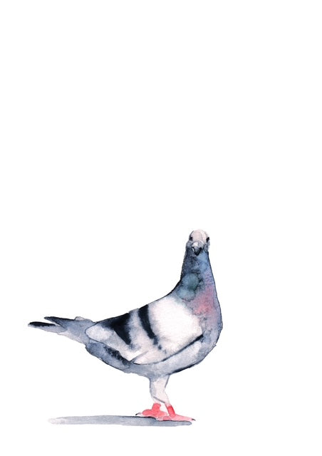 Pigeon watercolour print