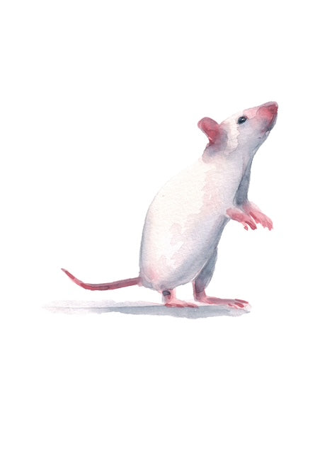 Rat watercolour print